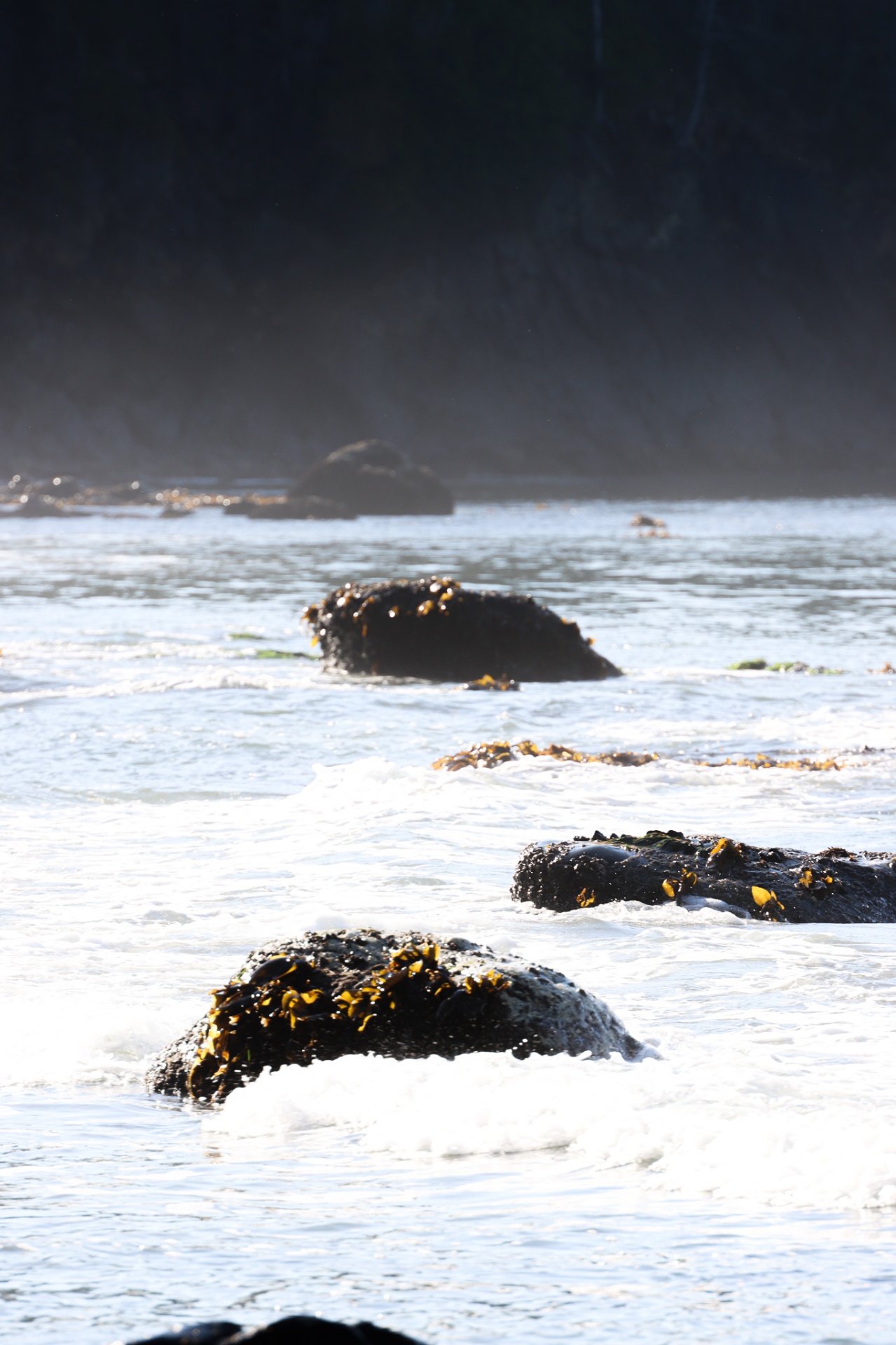 Tideline