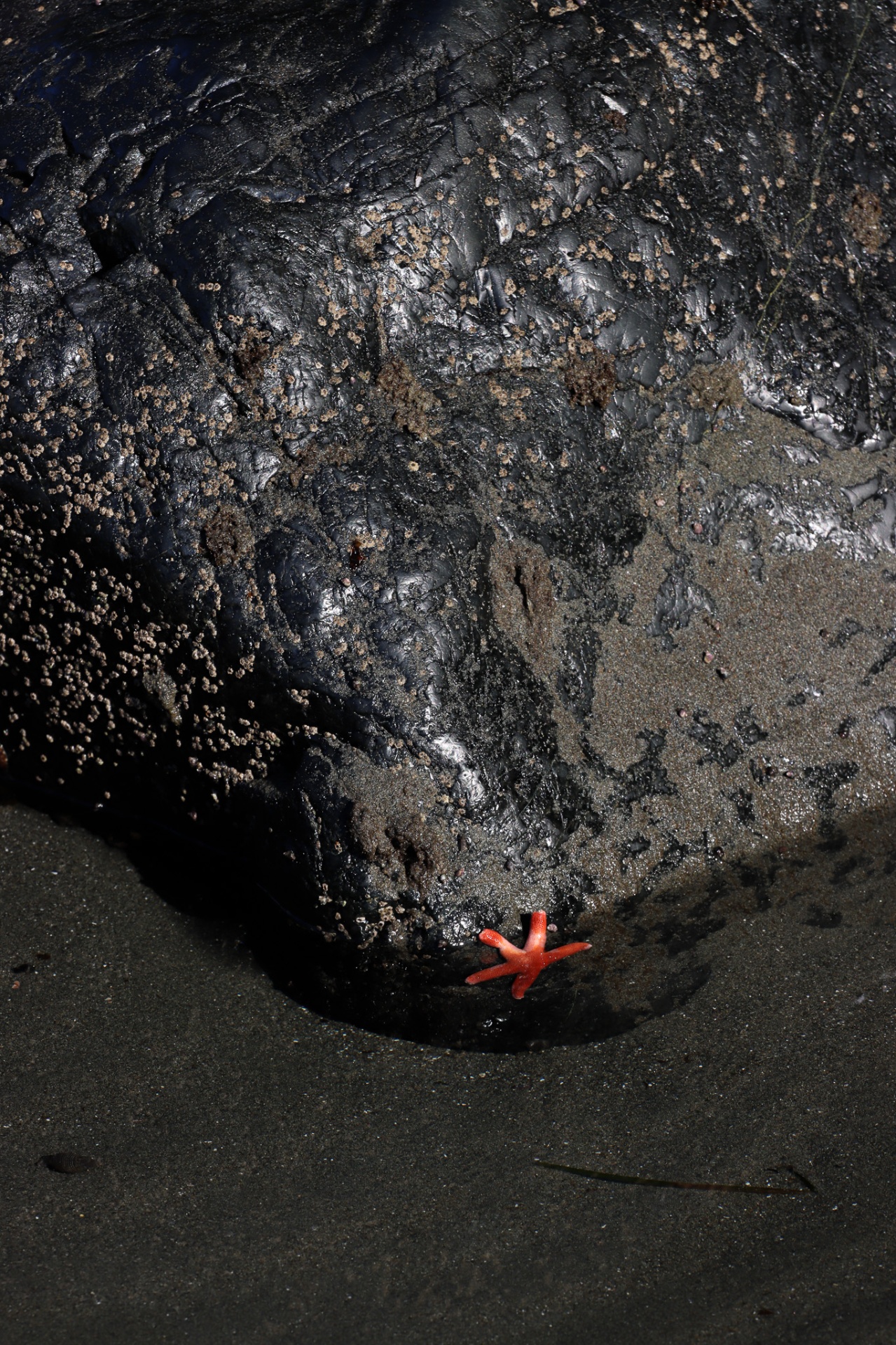 Sea Star