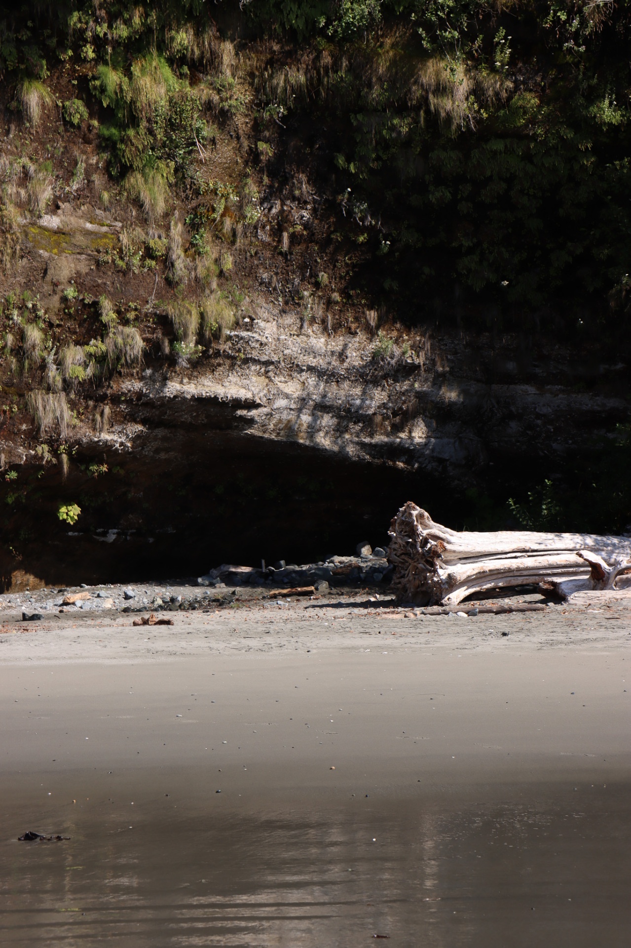 Driftwood Cove
